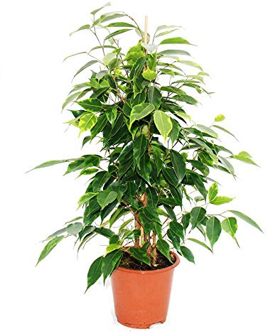 Ficus benjamini "Anastasia", Birkenfeige 14cm
