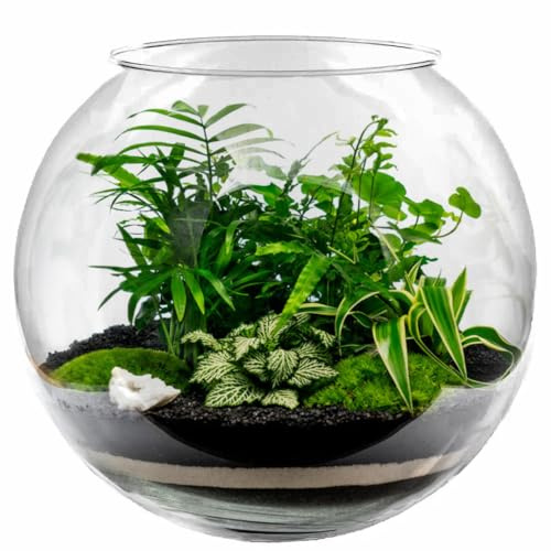 XXL Kugelvase Glas Ø 30cm 12L Blumenvase Kugelaquarium Fischschale Fischglas Terrarium Vase Hydrokultur Vase Bowleschale