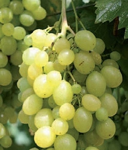 Weinrebe 'Unio' Vitis vinifera Kletterpflanze winterhart Sichtschutz | Vitis vinifera, kräftiger Wuchs, gelbe Herbstfärbung, sonnig bis halbschattig, Pergola und Rankhilfe, winterhart