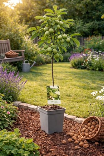 Echte Walnuss - Juglans regia Walnussbaum, 100-120 cm, Ertragreicher Nussbaum, Pflegeleicht & Winterhart, Ideal für Garten & Obstwiese