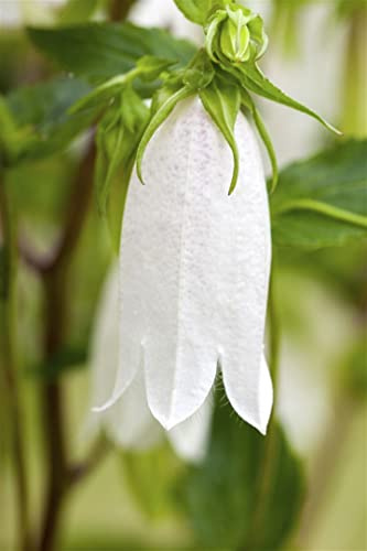 Gefleckte Glockenblume im Topf Campanula punctata winterhart Bodendecker | Campanula punctata, nickende rosa Blüten, Juni bis August, sonnig bis halbschattig, Bodendecker, Steingarten