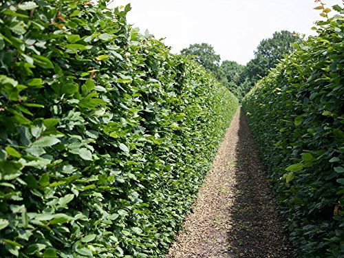 5 Stk. Hainbuche Hainbuchenhecke Containerware 60-80 cm hoch - Carpinus betulus - Garten von Ehren®