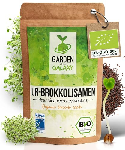 Brokkoli Samen Bio [500 Gr] - Brokkolisamen mit hohem Sulforaphan Gehalt dank SorteBrassica rapa sylvestris direkt aus Italien - Im Keimglas für Brokkolisprossen oder zum sofortigen Genuss