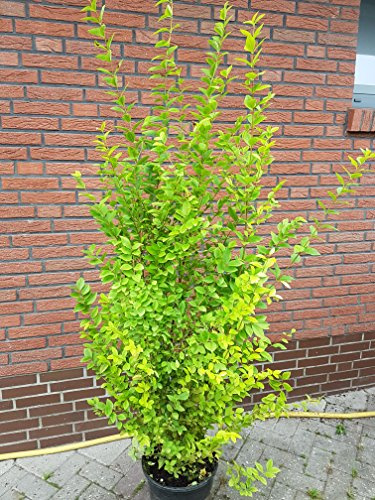 Plantenwelt Wiesmoor Goldliguster Aureum Solitär, 125–150 cm hoch | 12 L Topf; wintergrün bis halbimmergrün; aufrecht; geschnittene Hecke oder Einzelstellung