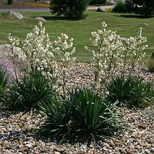 Palmlilie - großer Topf - Yucca filamentosa - lebende Gartenpflanze aus den Baumschulen