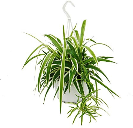 Chlorophytum, Grünlilie, Ampelpflanze 15cm Topf