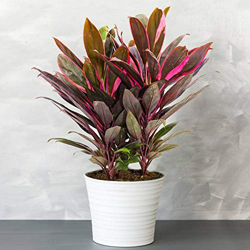 1 x Cordyline Tango - Vielfarbige Luftreinigende Zimmerpflanzen - Topf Pflanze - Pflegeleichte Zimmerpflanzen Halbschatten - Ideale Innenraum Pflanzen - Echte Pflanzen im 12cm Topf