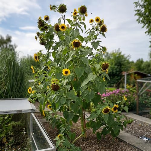 50 Samen große gelbe Sonnenblume Höhe bis 4m, viele Blüten, Helianthus Sonnenblumensamen Saatgut, hohe viele gelbe Blüten, Bienenmagnet Sonnen Blumen