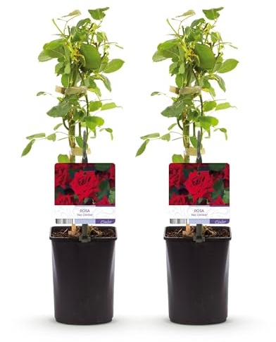 GreenboutiQ - Kletterrose - Rosa Red Climber - Blüte Rot - Wenig Pflege - 2 Pflanzen - Topf 11cm Höhe 40cm