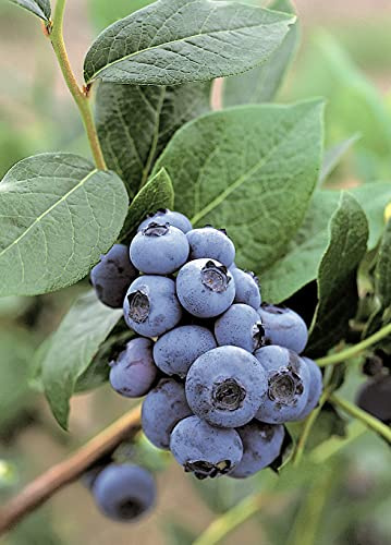 Heidelbeere 'Patriot' - Blaubeeren Pflanze mit hohen Erträgen. Ein Heidelbeerstrauch mit süßen blauen Beeren. Qualitätspflanze im Container von Garten Schlüter