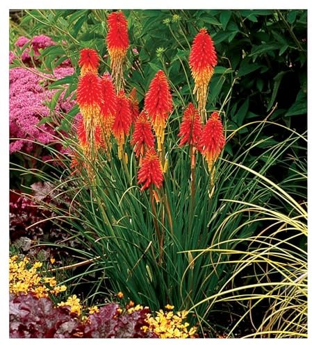 Stauden Gänge 1 x Kniphofia 'Papaya Popsicle' (Winterhart/Staude/Dauerblüher/Bienenfreundlich/Mehrjährig) Fackellilie - Hingucker der den ganzen Sommer über bis tief in den Herbst hinein blüht