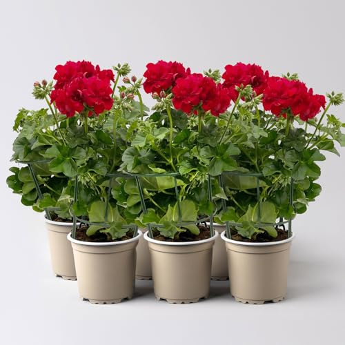 Geranie 'Medio Karolina Dark Red', rot, hängend, Topf-Ø 13 cm, 6 Pflanzen