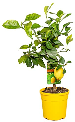 Bloomique - Citrus Limon - Zitrone - Zitronenbaum - Zitrusbaum - Obstbaum - Gartenpflanzen - Höhe 50-70 cm - Topf 19 cm