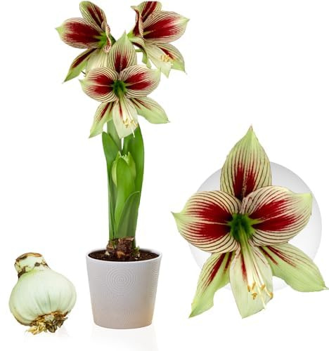 Amaryllis Zwiebel Papilio - 1 Blumenzwiebel in Großformat 20/22 | Exklusive Zwiebeln, Echte Pflanzen aus Holland, Hippeastrum (keine Samen, Wachs und nicht künstlich)