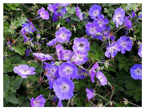 Stauden Gänge 1 x Geranium 'Rozanne ®' im 1 Liter Topf (Winterhart/Stauden/Staude/Mehrjährig/Bodendecker) Storchschnabel - Farbenpracht von Frühling bis zum ersten Frost - Dauerblüher
