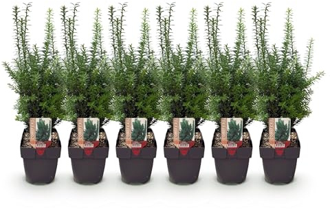GreenboutiQ - Heckenpflanzen - Taxus media Hilii - Blatt grün - 6 Pflanzen - 1 laufender Meter - immergrün - Topf 17cm Höhe 60cm