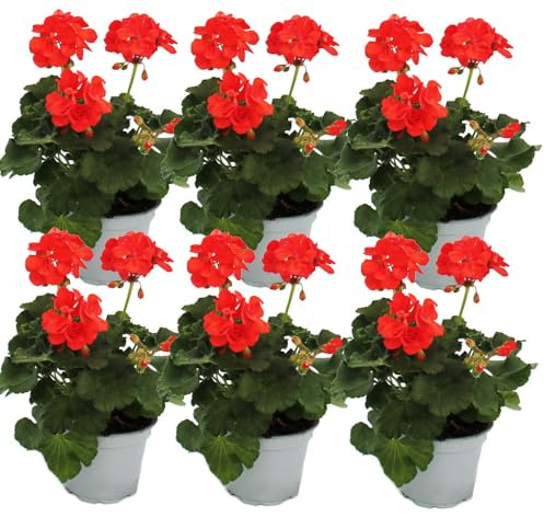 Geranien stehend - Pelargonium zonale - 12cm Topf - Set mit 6 Pflanzen - hellrot