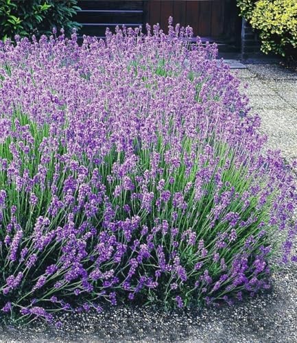 BALDUR Garten 3x Blauer Lavendel Duftlavendel, Pflanzen mit 9x9 cm-Topfballen, Lavandula intermedia 'Grosso', Lavendel Provence, winterharte Staude, trockenresistent, mehrjährig, bienenfreundlich