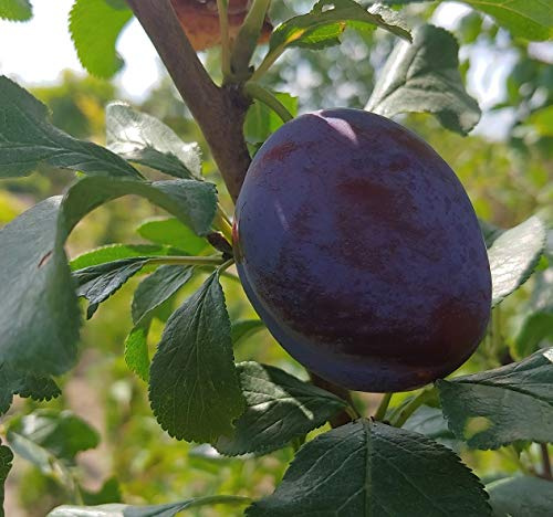 HagantaⓈ, Riesenpflaume, kleinbleibender Pflaumenbaum, 120-140cm im 10L Topf