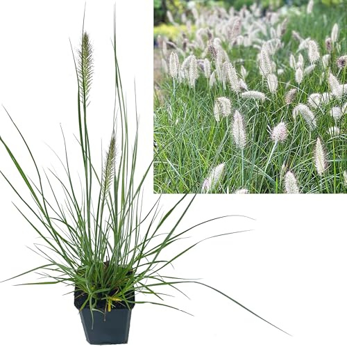 Zwerg Lampenputzergras | 6 Stück im Topf| Pennisetum al. 'Little Bunny' von Intragarten Winterhartes Ziergras Mehrjährig