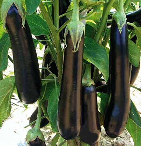 100 Auberginensamen Violetta Lunga 3 - Kräftige und produktive Sorte