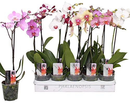 5 Stück Phalaenopsis Orchidee 50–60 cm – 1 Blütentrieb – robuste Topforchidee für Wohnung & Büro – langanhaltende Blüten – pflegeleicht – dekorative Zimmerpflanze