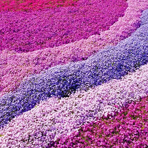 Gardeners Dream Phlox Mix 4 Stauden Set Rosa, Lila, Blau in 9 cm Töpfen - Bodendecker Winterhart Mehrjährig - Blühende Garten Pflanzen, Steingarten Pflanzen, Beetpflanzen, Kübelpflanzen