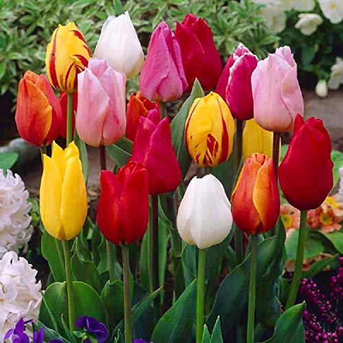 100x gemischte Papagai Tulpenzwiebeln Frische Zwiebeln mit höchster Keimrate