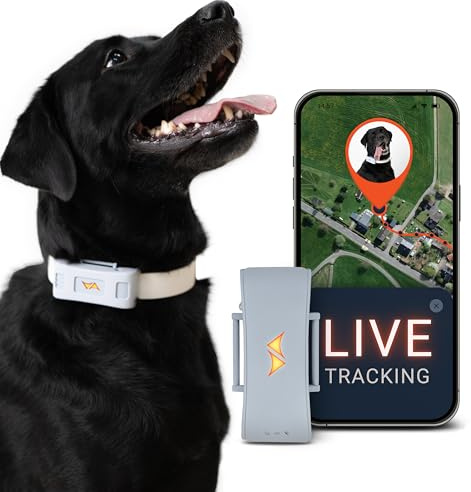 PAJ GPS Tracker für Hunde 4G - inkl. 3 Monate Premium ABO - Weglaufalarme + weltweite Live-Ortung - bis zu 10 Tage Akkusparmodus - Hunderückruf - Wasserdicht (IP67) - passt an jedes Halsband, Grau