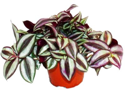 Exotenherz - Dreimasterblume - Tradescantia zebrina - pflegeleichte hängende Zimmerpflanze - 12cm Topf