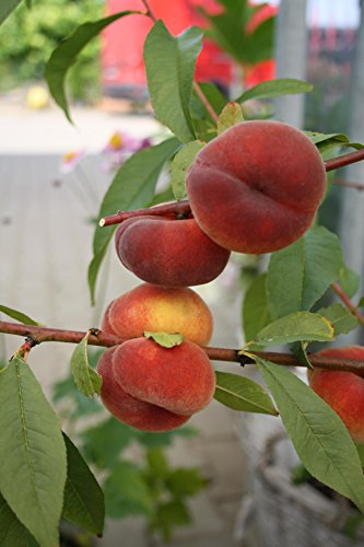 Tellerpfirsich 150 cm Prunus persica Obstbaum winterhart | flache, süße Früchte, rosa Frühjahrsblüte, sonniger Standort, für Beet und Kübel, mehrjährig