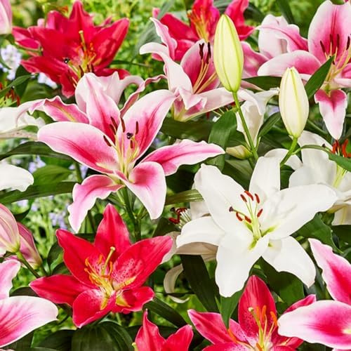 Lilien Zwiebeln Winterhart Mehrjährig - Orientalische Kollektion - 15 Stück - Mehrjährige Blumenzwiebeln aus Holland - Für Garten und Topf (große Knollen, kein Samen, nicht künstlich)