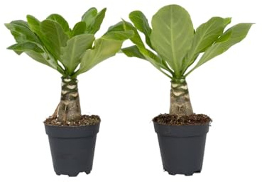 Plant in a Box - Brighamia Insignis - 2er Set - Vulkanpalme - Hawaii Palme - Topf 12cm - Höhe 25-35cm