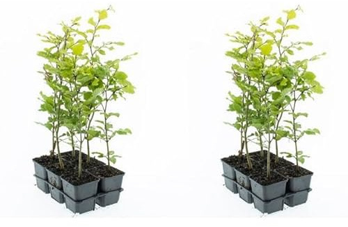 12 Stück Rotbuche Fagus sylvatica 40-60 cm – Laubbaum & Heckenpflanze im Topf gewachsen – winterhart, schnittverträglich, dichter Sichtschutz, ideal für Hecken & Einzelstellung
