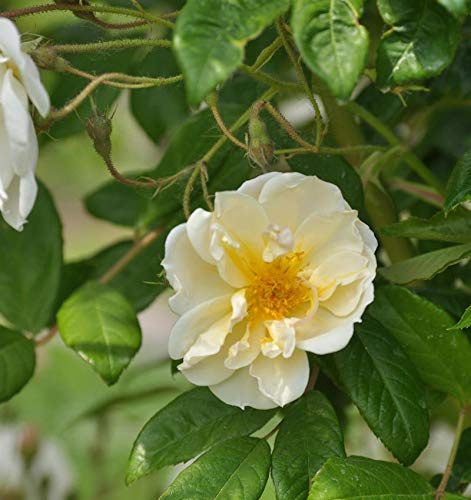 Kletterrose Lykkefund 30-60cm - lebende Gartenpflanze aus den Baumschulen