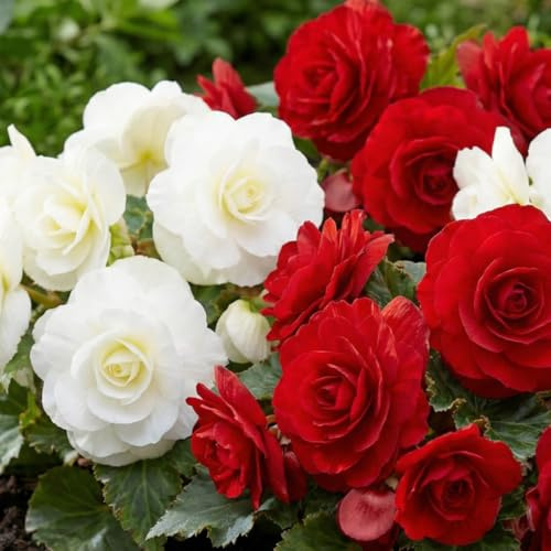 Begonie Rot und Weiß - Blumenzwiebeln Mehrjährig - 5 Zwiebeln - Echte Pflanzen aus Holland - für Garten und Topf (nicht Winterhart, große Knollen, kein Samen und nicht künstlich)