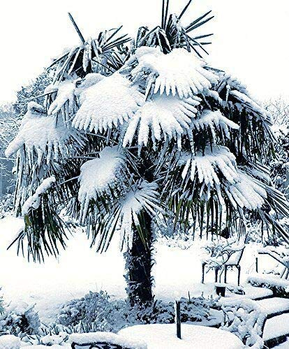 Frostharte Pflanzenrarität Trachycarpus latisectus Windamerpalme bis 100cm, Grün