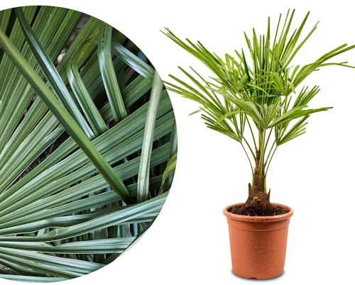 Meine Orangerie Hanfpalme Trachycarpus - Frosthart bis -19 Grad - im Ø 22cm Topf - Chinesische Hanfpalme - Winterharte Palme (Ø 22cm)
