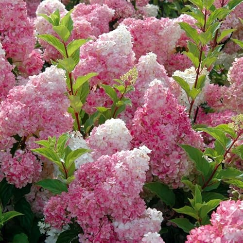 Rispenhortensie 'Vanille Fraise'® - Hydrangea paniculata 'Vanille Fraise'® - 40-50 cm Topf - Beliebte Gartenhortensie mit großen Blüten