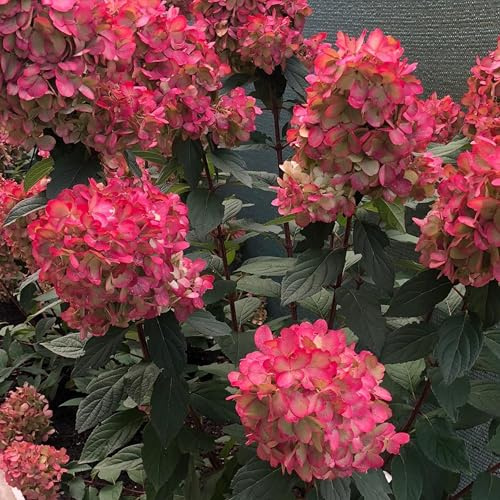 Rispenhortensie 'Bloody Marie' - Hydrangea paniculata, pflegeleicht, tolles Farbspiel, im 5 Liter Topf