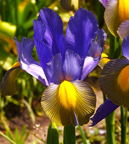 Iriszwiebeln : Iris hollandica Holländische Iris " Miss Saigon® " 5 Blumenzwiebeln