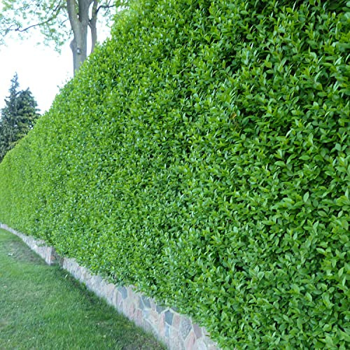 Garten-Schlüter® Wintergrüner Liguster Atrovirens, 60-100 cm geliefert im Container - Ligustrum vulgare als Ligusterhecke - schnellwachsend, pflegeleicht, robust, immergrün - Heckenpflanze